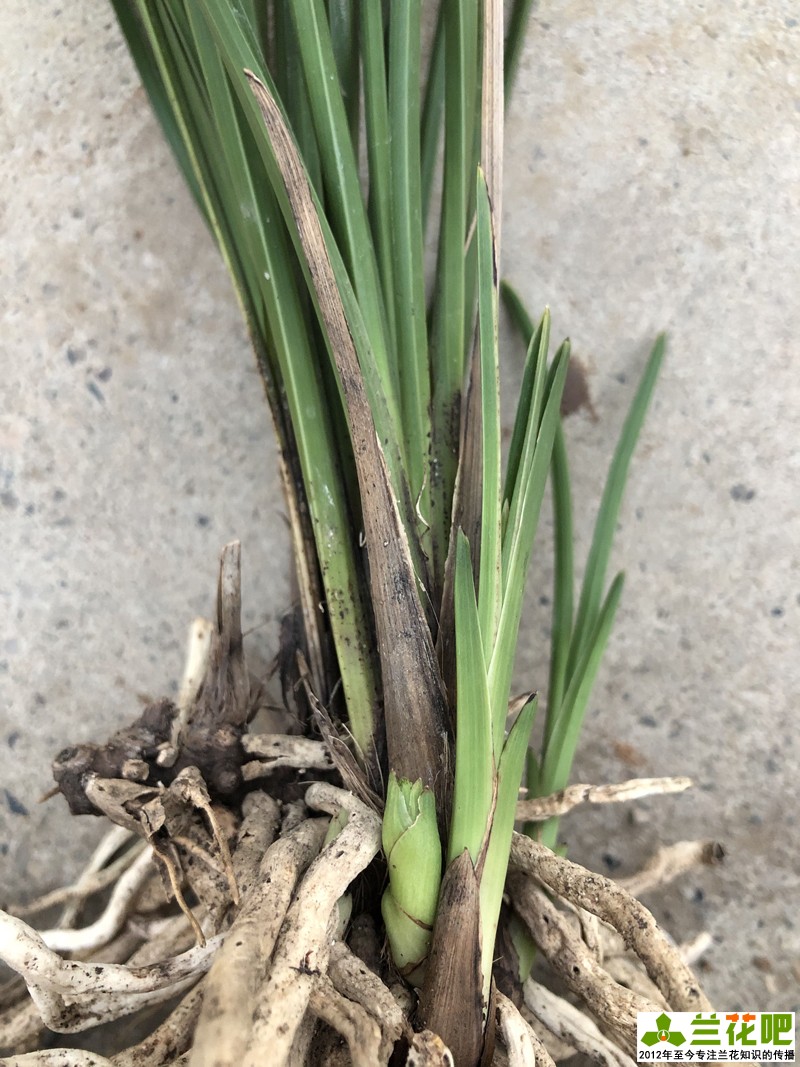 兰花水晶艺的养护方法,兰花水晶艺施什么肥