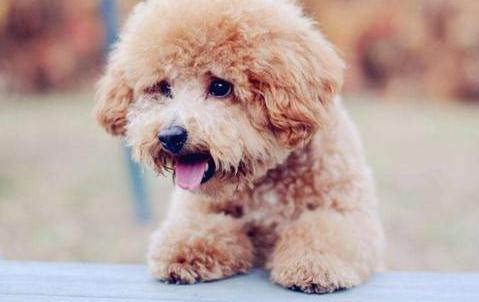 泰迪犬最容易患的五种疾病,泰迪犬六大禁忌