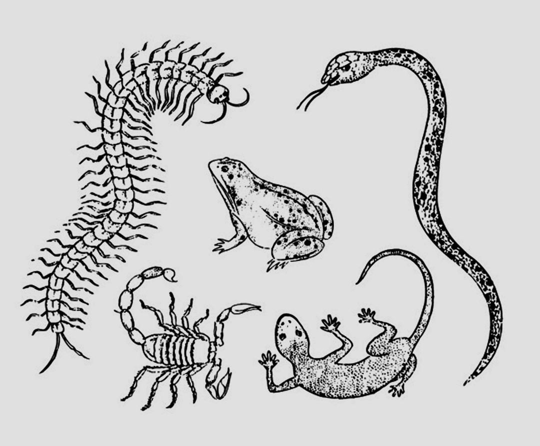 人畜无害的壁虎为什么无毒,壁虎为什么被称为五毒