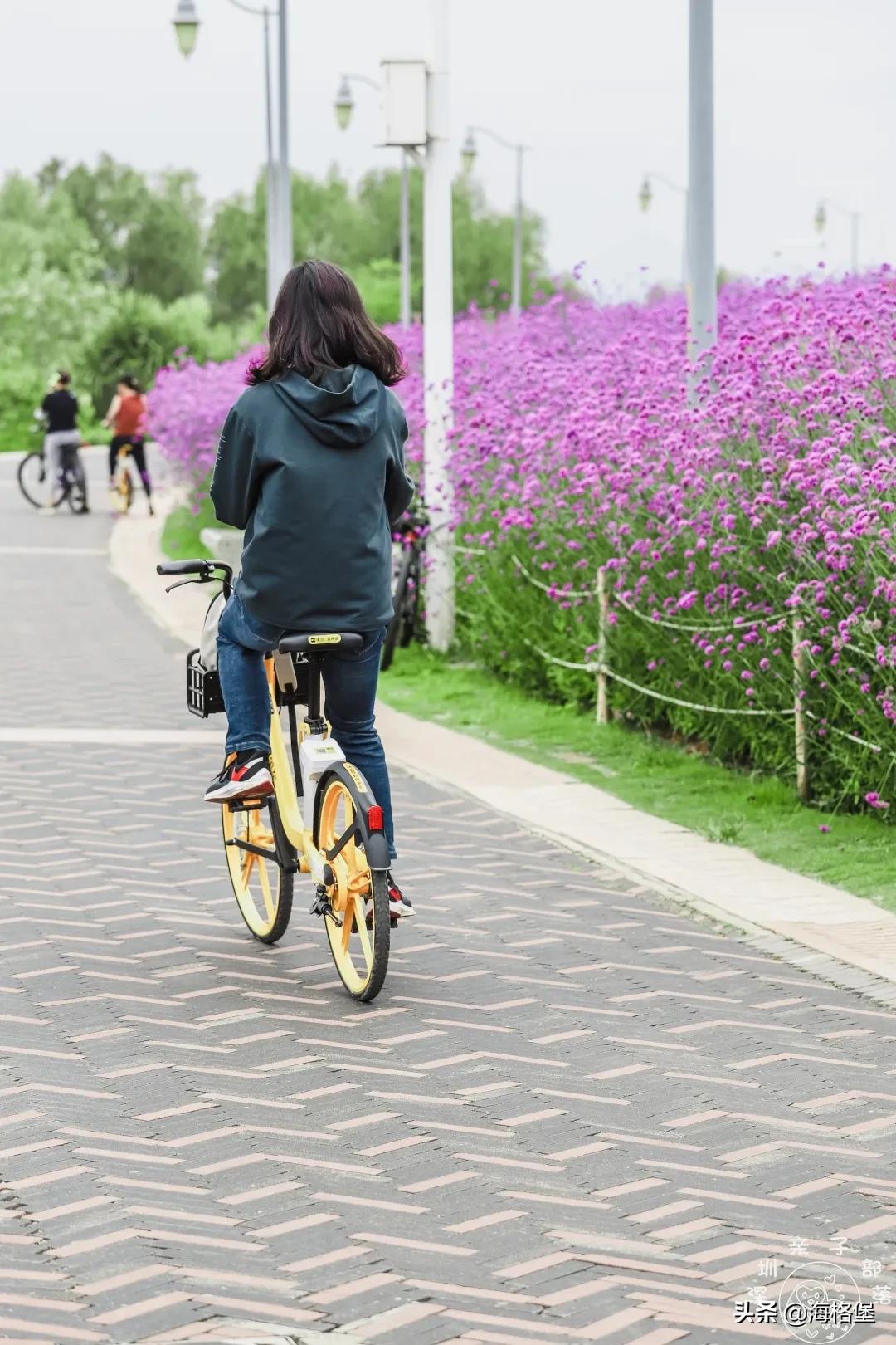 绱壊姊﹀够鑺辨捣鍏洯,娣卞湷鏅綏鏃烘柉2024绱壊鑺辨捣