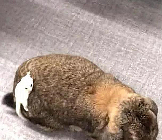 兔子屁股上是绿的怎么回事,兔子屁股掉一坨肉出来咋回事