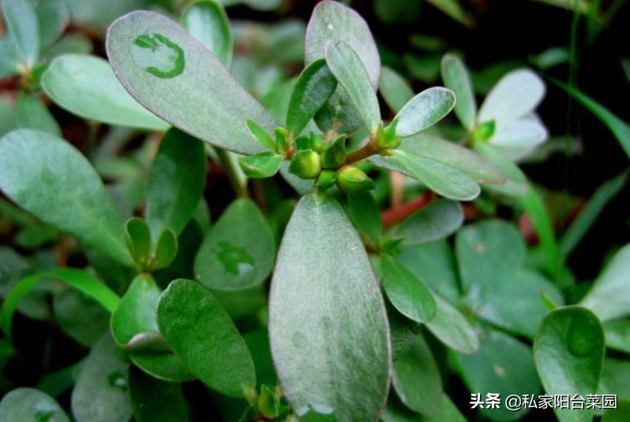 野菜盆栽的种植方法,盆栽野菜100种