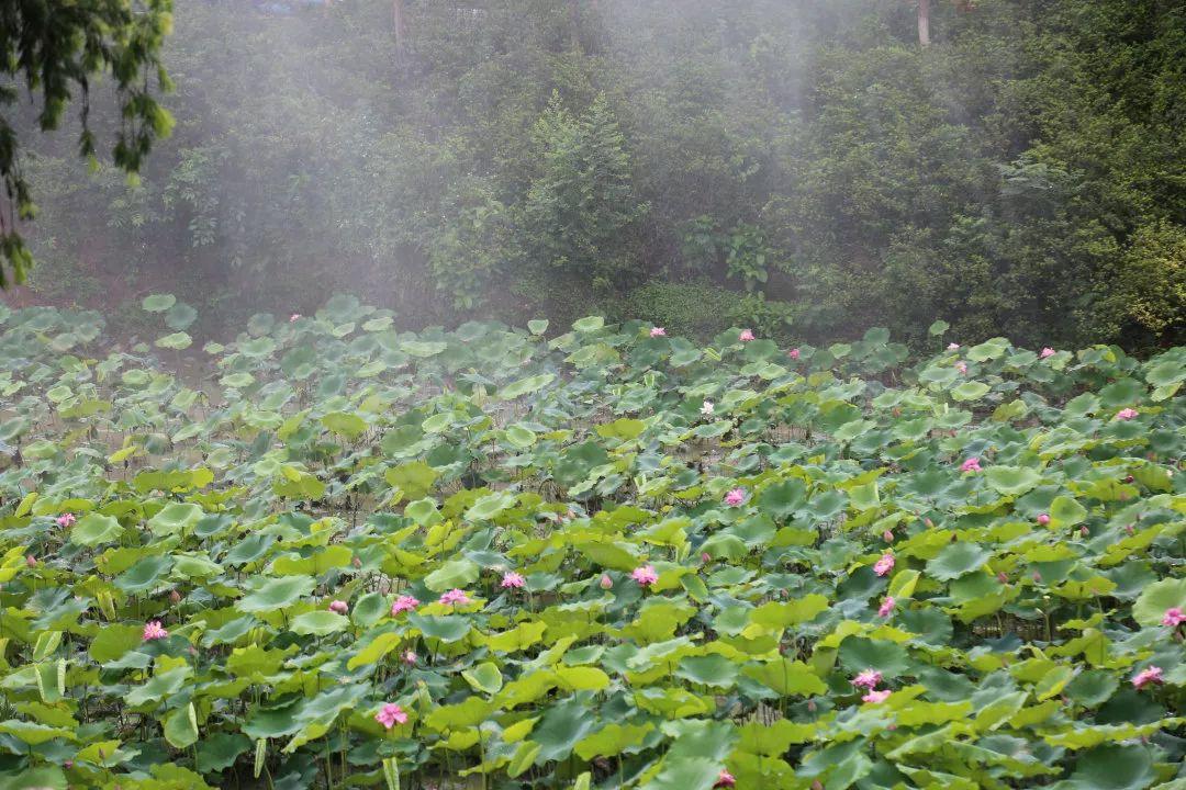 广州有荷花的地方,广州周边的荷花景点推荐