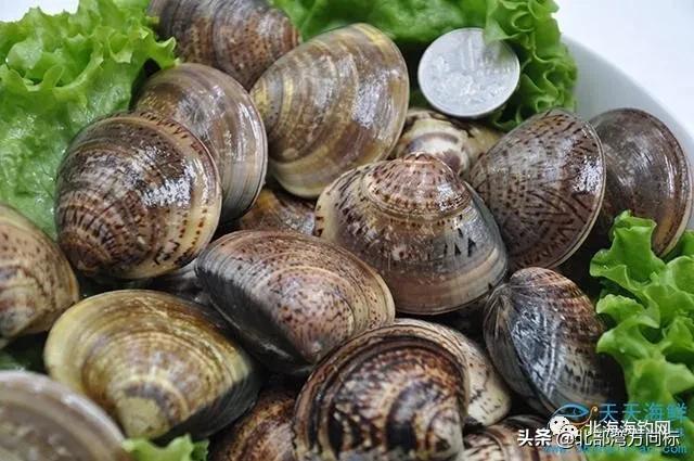 北海市区有哪些好耍和好吃的,广西北海周边好吃好玩的农家乐