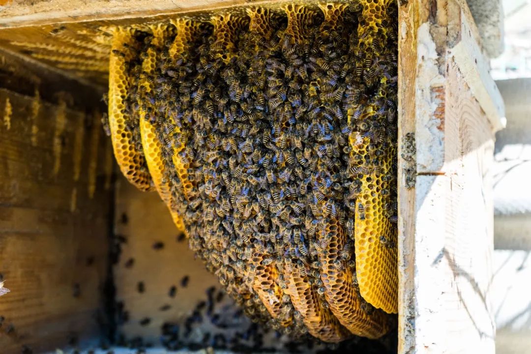 土蜂蜜取蜜全过程,土蜂蜜正确取蜜方法