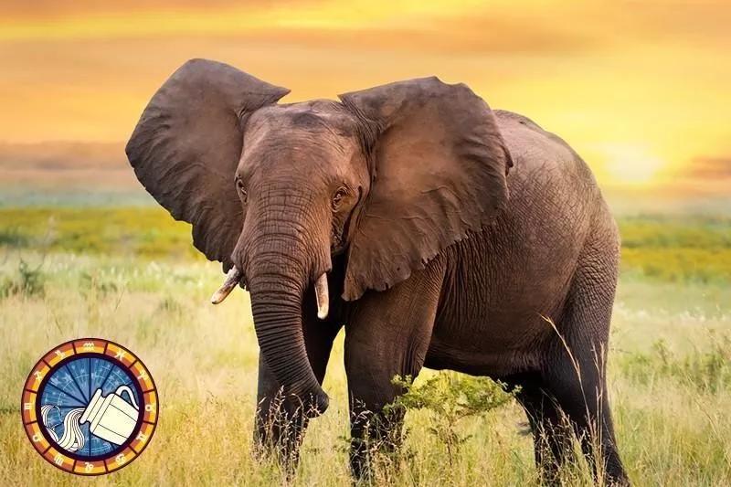 十二星座运势野兽,如何知道自己星座最适合的动物