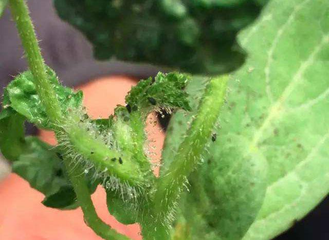 西瓜蚜虫用什么特效药防治,防治西瓜蚜虫的特效药有哪些