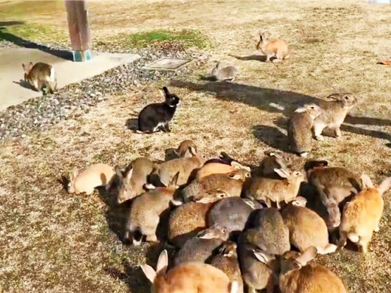 如何解决澳大利亚野兔成灾的问题,澳大利亚野兔泛滥成灾是为什么