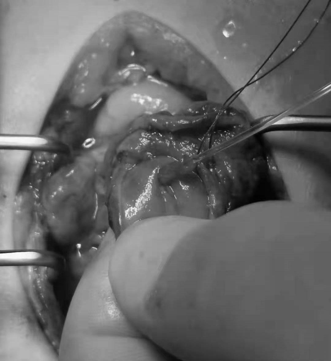 猫咪为什么绝育后还会叫,泰迪公犬做完绝育手术后还发情吗