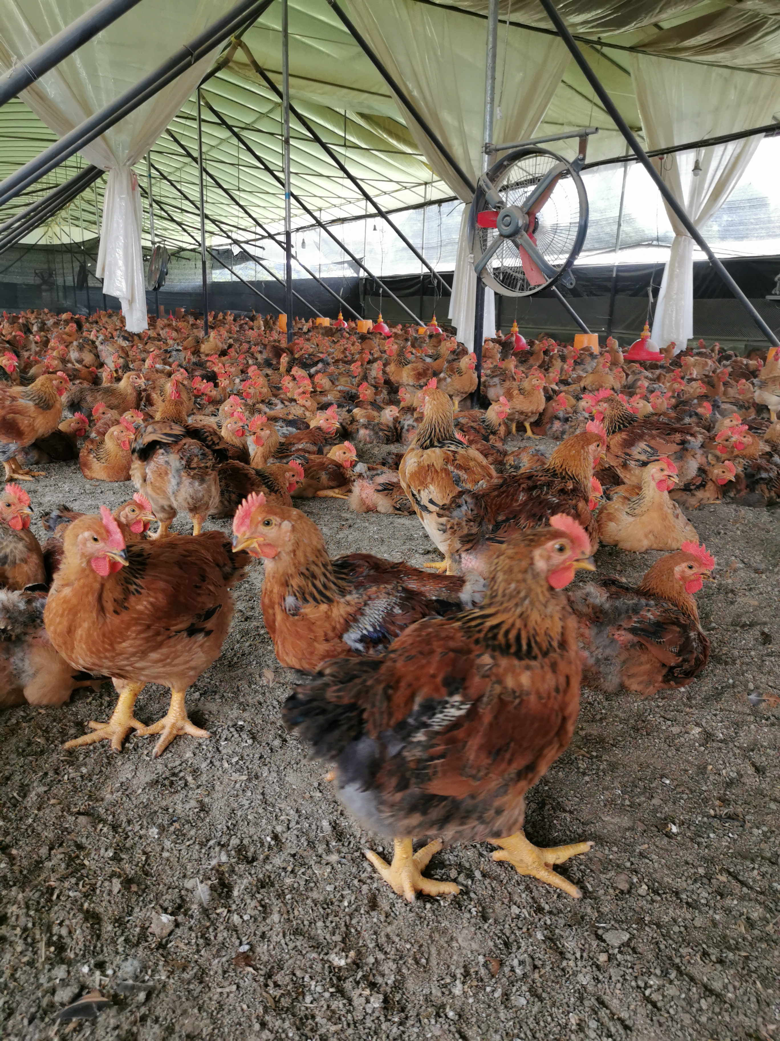 2021年5月份养鸡行情分析,2022养鸡行情如何解读