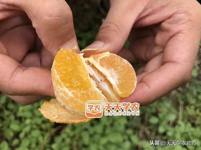 金秋砂糖桔的缺点,今年的金秋砂糖橘