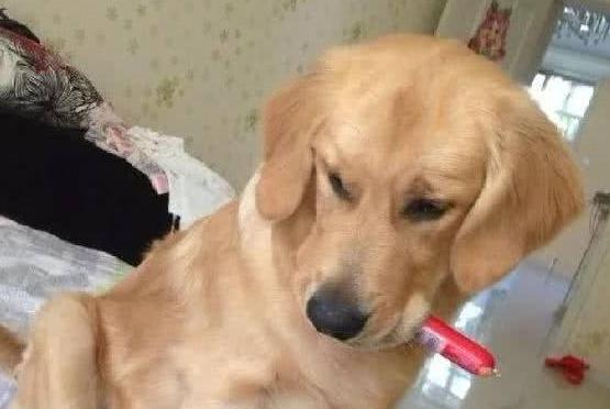 金毛挑食不吃狗粮怎么办呀,金毛挑食不吃鱼油