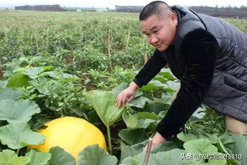 从卖菜商贩到产值千万的老总,从蔬菜产地到大型菜市场批发蔬菜