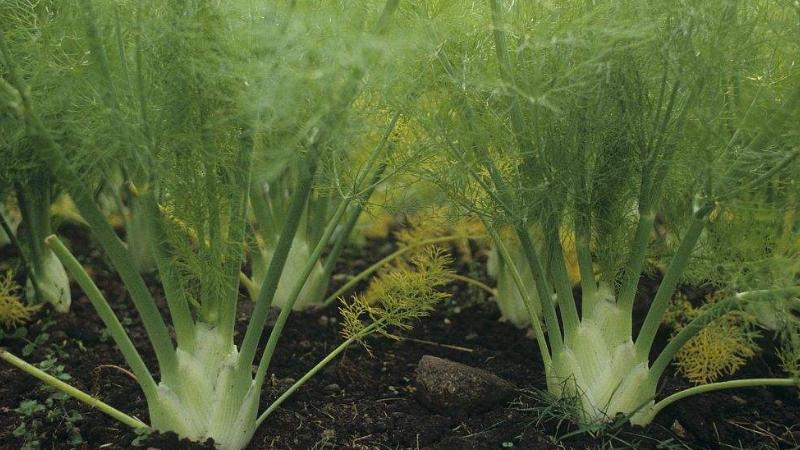 茴香种植最简单方法,茴香怎么种植小技巧简单