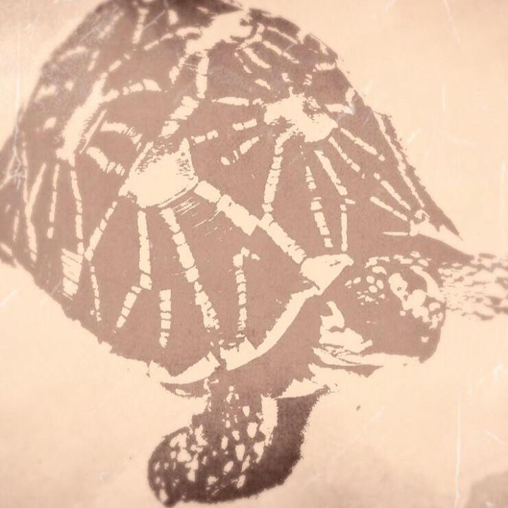 印度星陆龟能养吗,印度星陆龟如何养