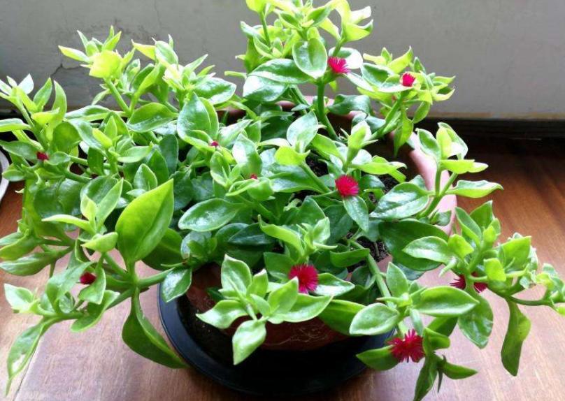 口红植物怎么养,口红花盆栽养殖方法