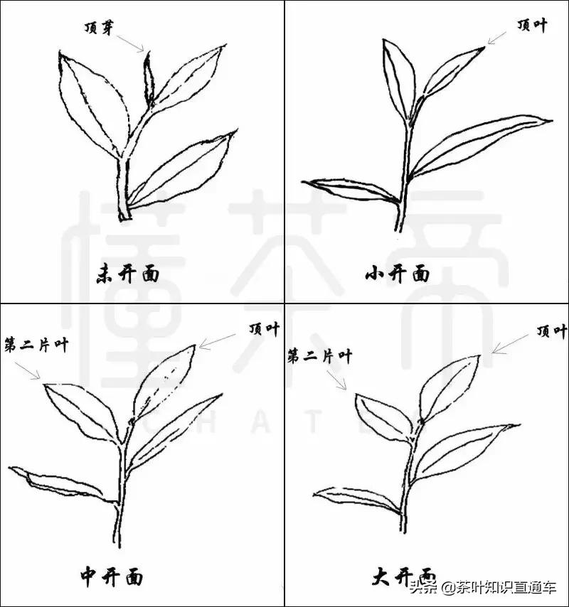茶叶的采摘标准有哪四种,茶叶采摘标准与价格