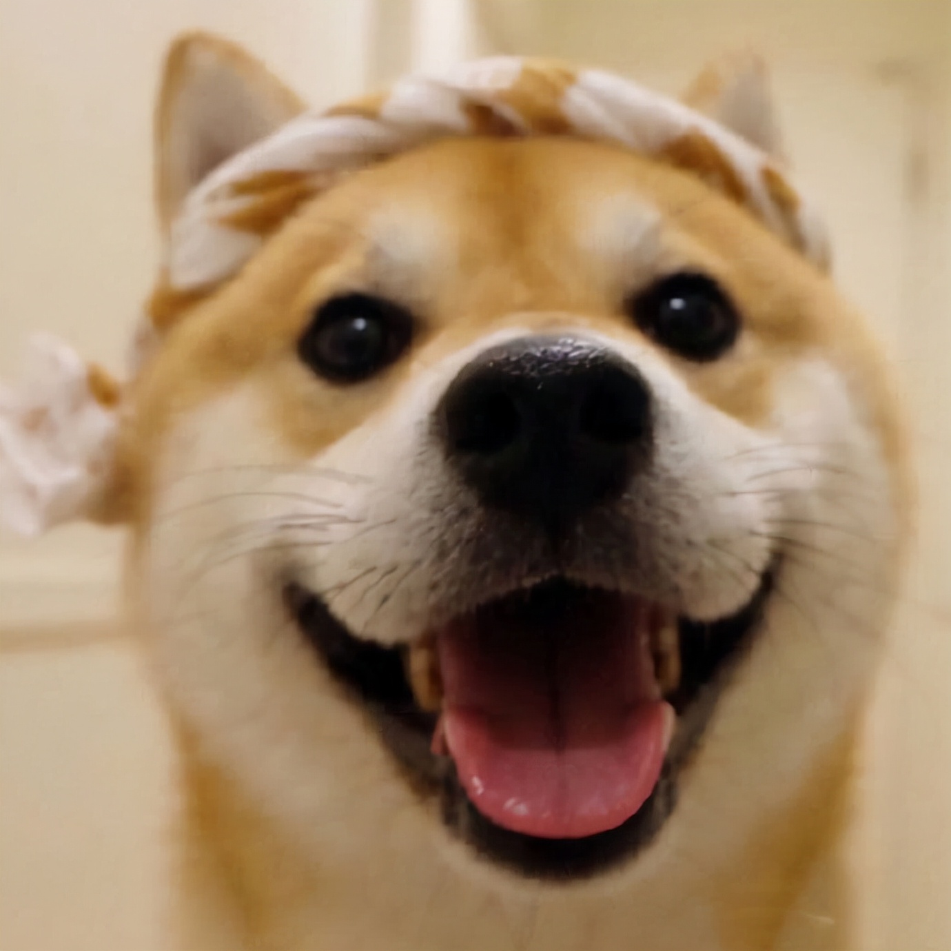 柴犬优缺点合集，给准备购入的你一个参考