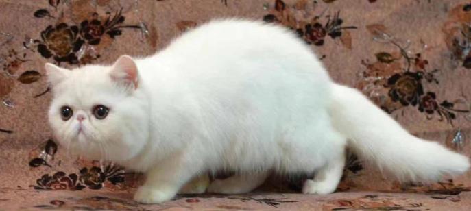 猫咪有脓性眼屎是怎么回事,猫咪眼屎流脓是为什么