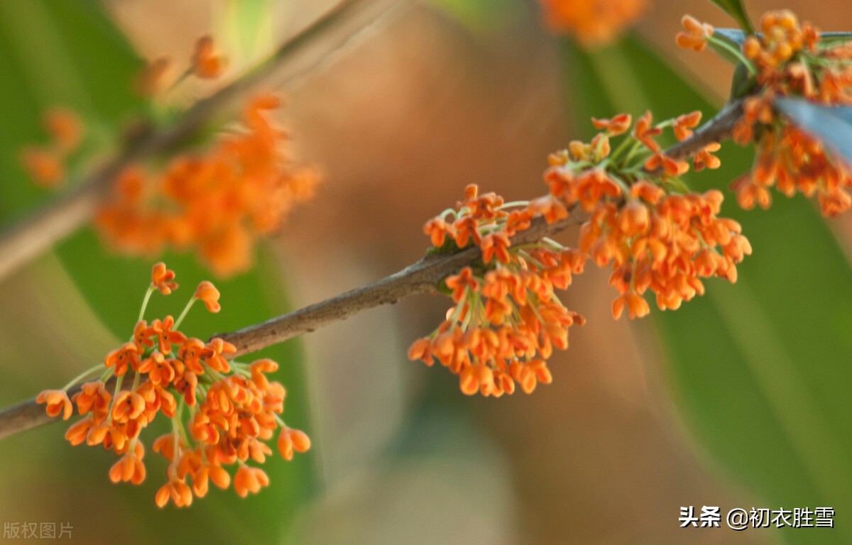 白居易的八木诗，写了八种树木都有缺点，为何却对桂花大加赞赏？