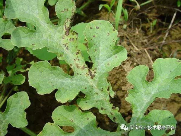 西瓜小叶病西瓜叶片卷曲原因,西瓜龙头皱缩什么原因