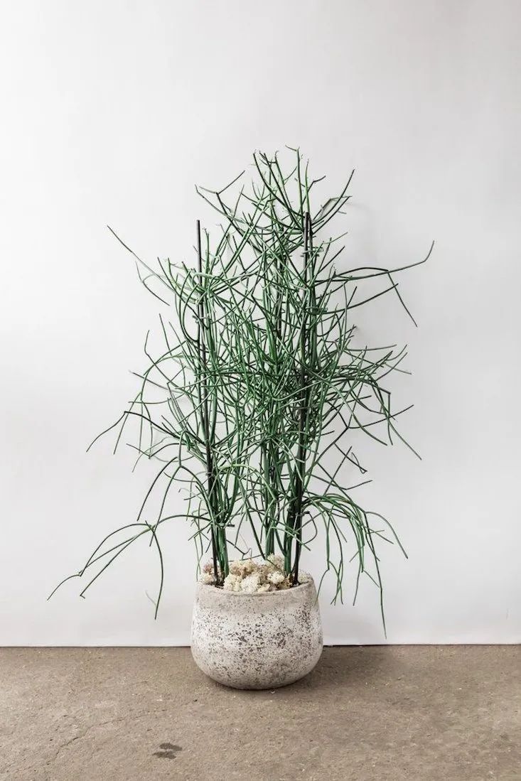 光棍树适合养家里吗,光棍树有毒还怎么养