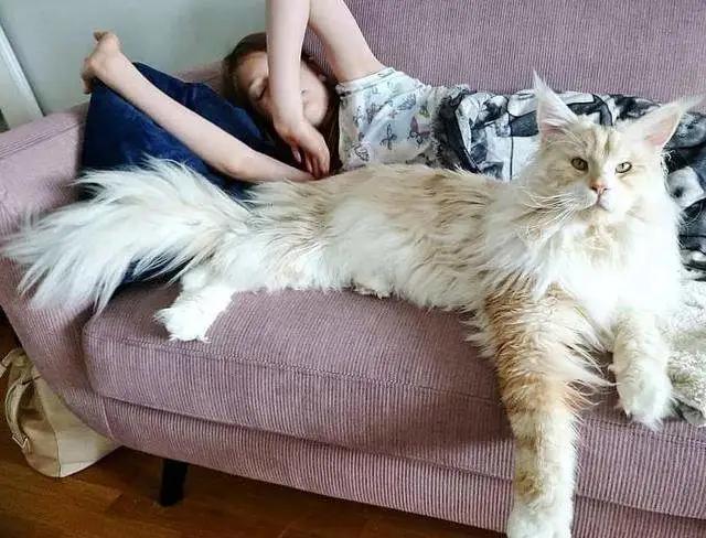 把猫咪养胖会怎样,把猫咪喂胖的猫粮