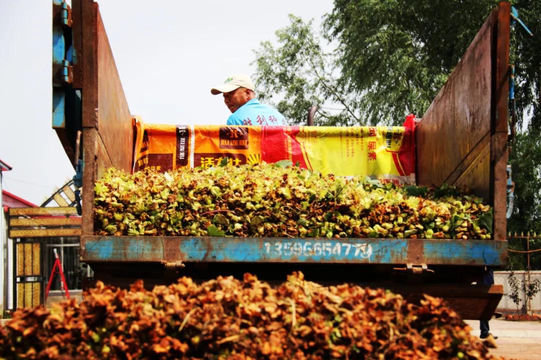 既要生态美又要百姓富科左后旗5000亩大果榛子喜获丰收