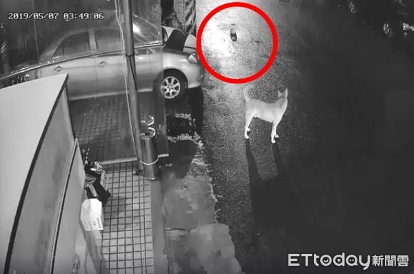 给浪喵饲料整桶不见? 调监视器发现2狗偷吃+外带