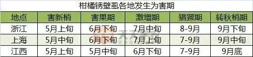 锈壁虱会在5天内果子全部变黑吗,锈壁虱为害的果实怎么补救