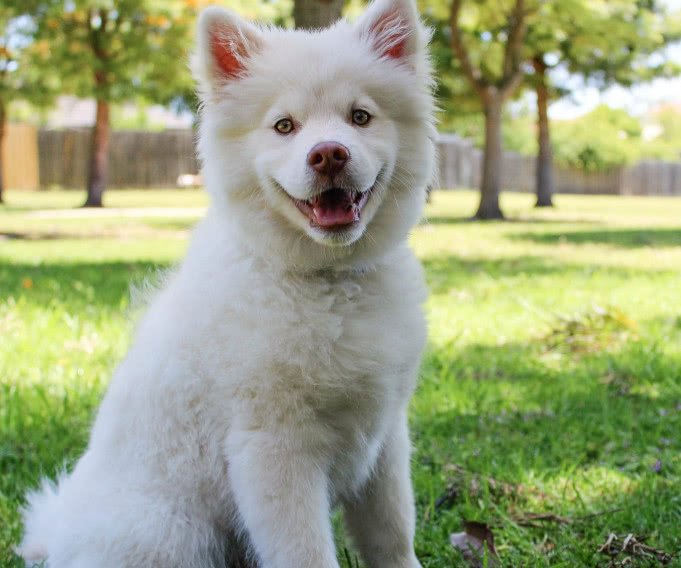 如何教导狗狗在室内排便,如何引导狗狗不在家里尿尿