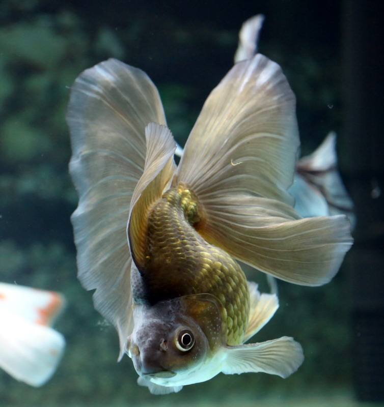 新手养金鱼哪种金鱼最好养,金鱼种类和饲养难度