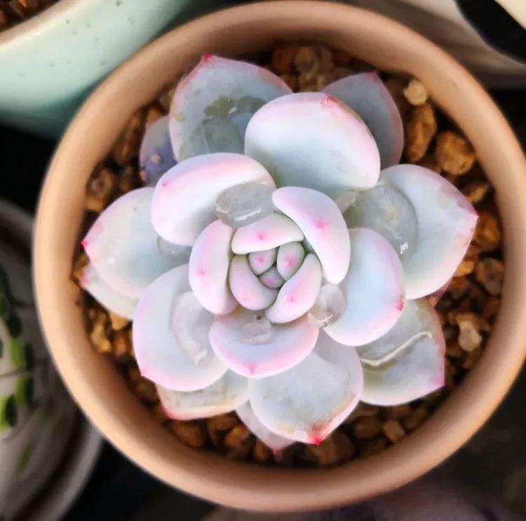 一花一世界多肉园艺,一花一世界一叶一菩提多肉植物