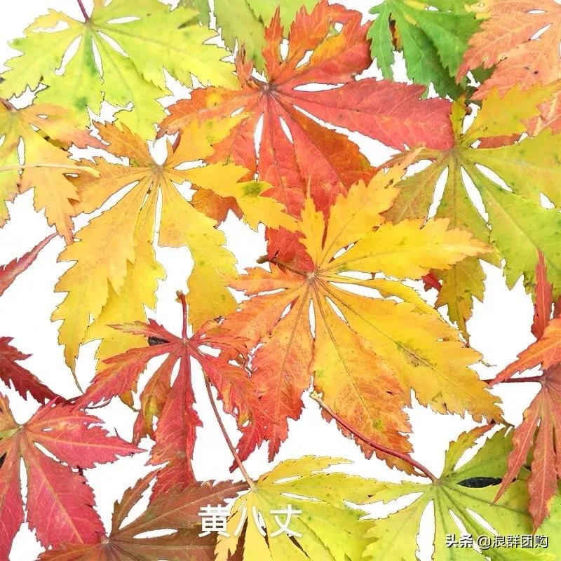 中式庭院藤类植物,枫树和紫藤