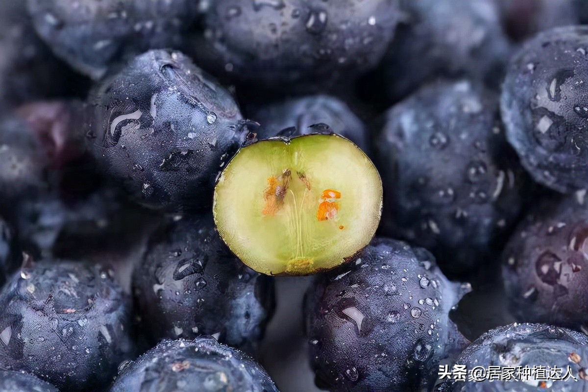 蓝莓怎么种结的果子会大一点,蓝莓阳台种植方法和注意事项