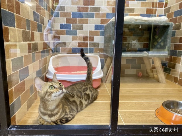 戴LV项圈、吃进口零食、住定制宾馆，网友：活得不如狗