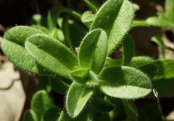 105种野草图片大全,105种野草的图片功效与作用