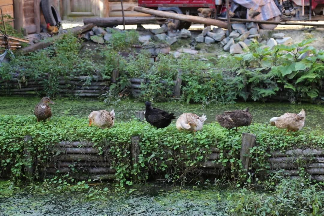 贵州黄岗侗寨优美视频,黄岗侗寨全景视频