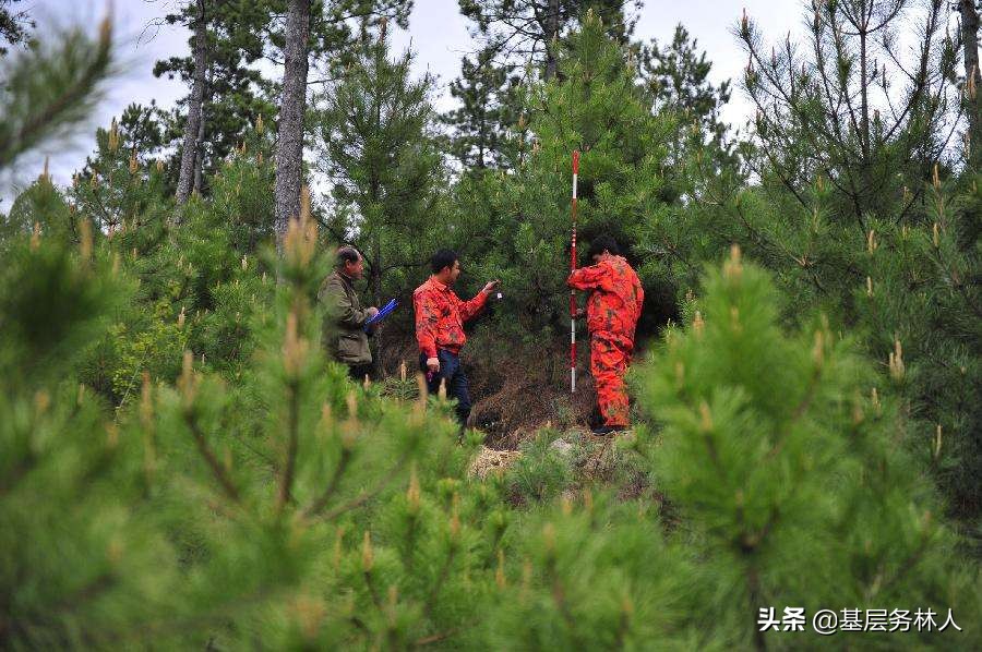 园林绿化专业术语大全,绿化苗木专业术语大全