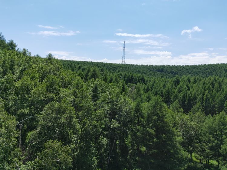 美丽的高岭塞罕坝,美丽的高岭朗诵