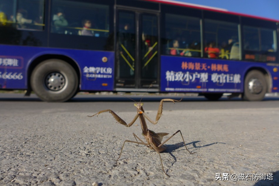 这个杀手不太冷里的leon,这个杀手不太冷里面的人