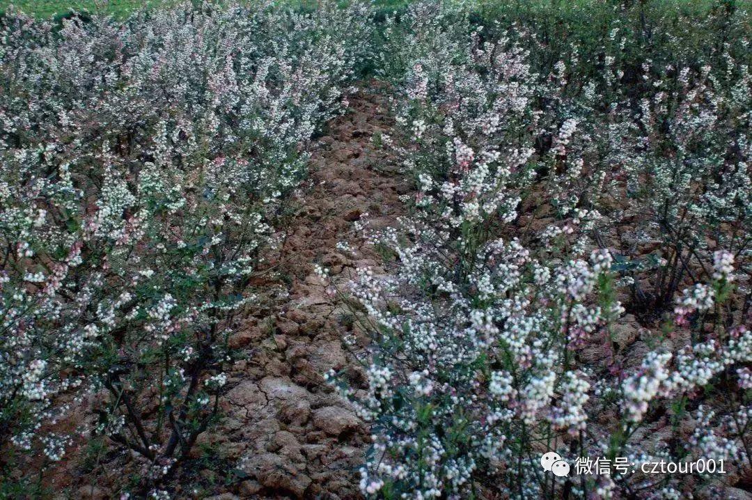 常州周末适合去哪里踏青,清明农庄亲子游攻略