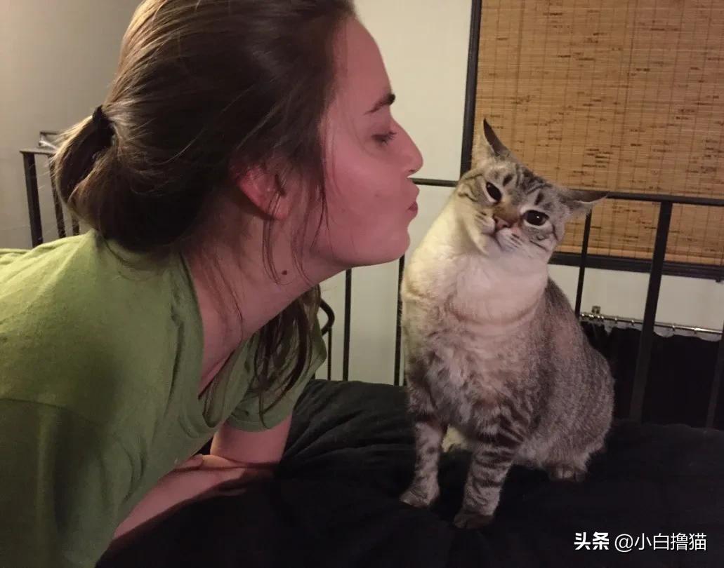不要随便亲猫的后果,强行亲猫