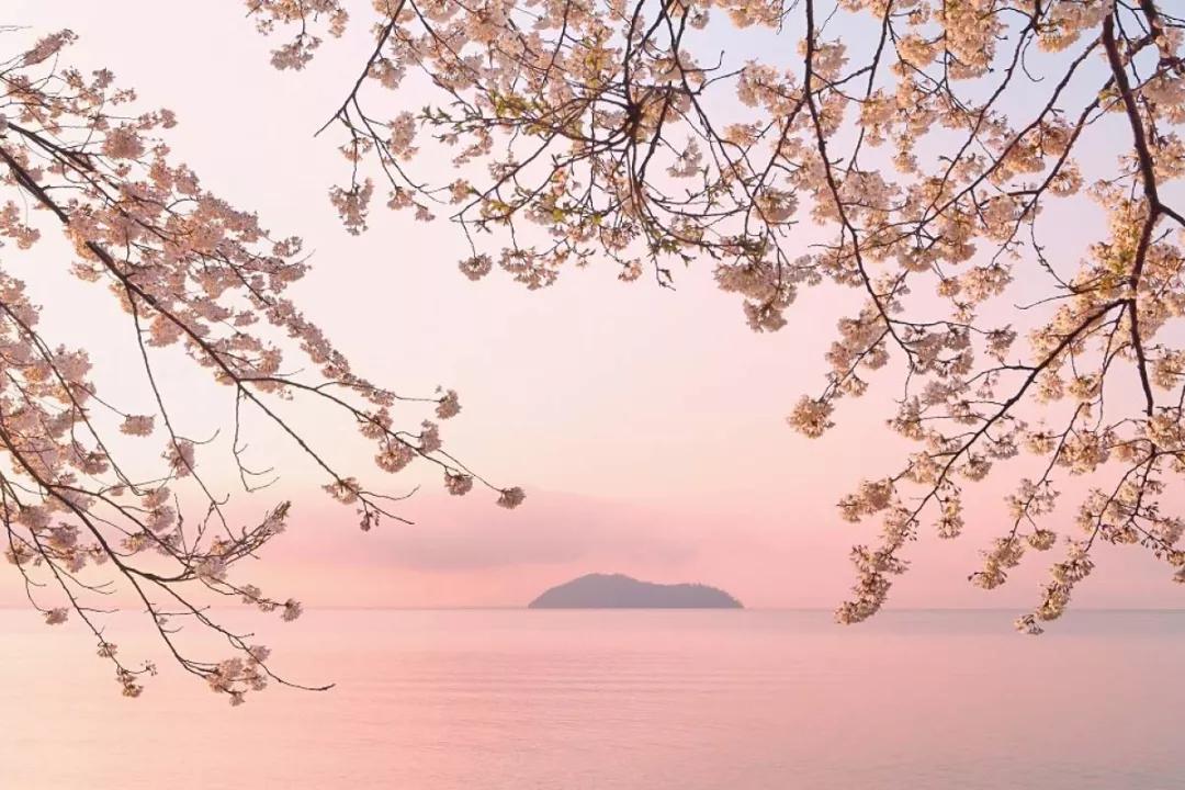 为英伦女神而生，20万日元一把的“樱和伞”，发售一小时就被抢光