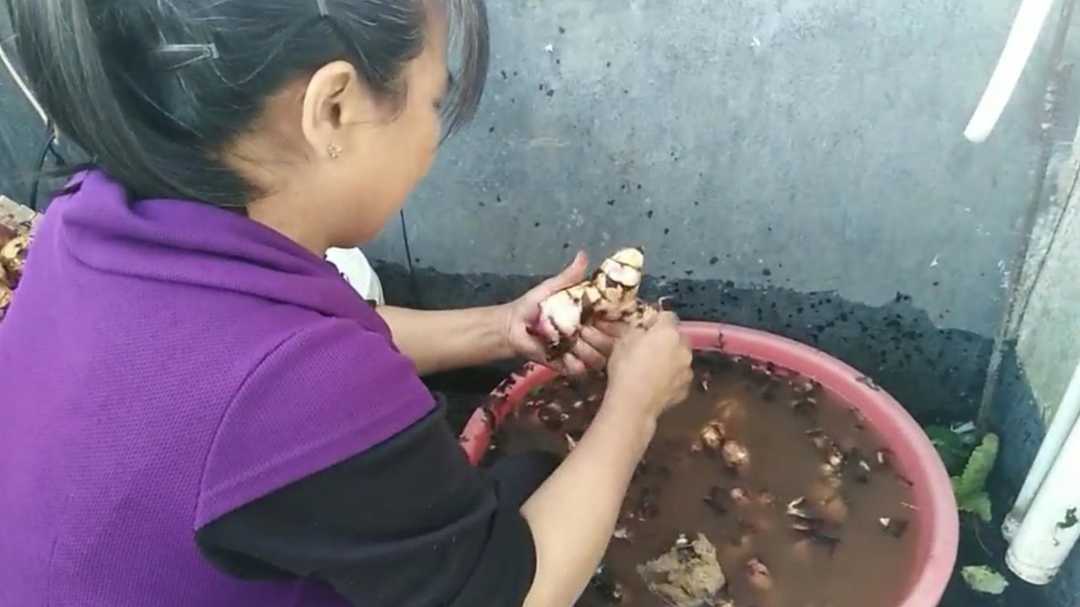 真正的芭蕉芋粉,芭蕉芋又叫蕉藕