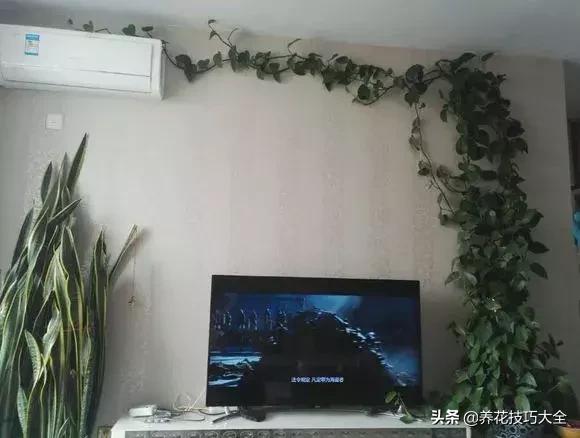 绿萝不花钱怎么可以养得更旺盛,绿萝水养放什么长得快