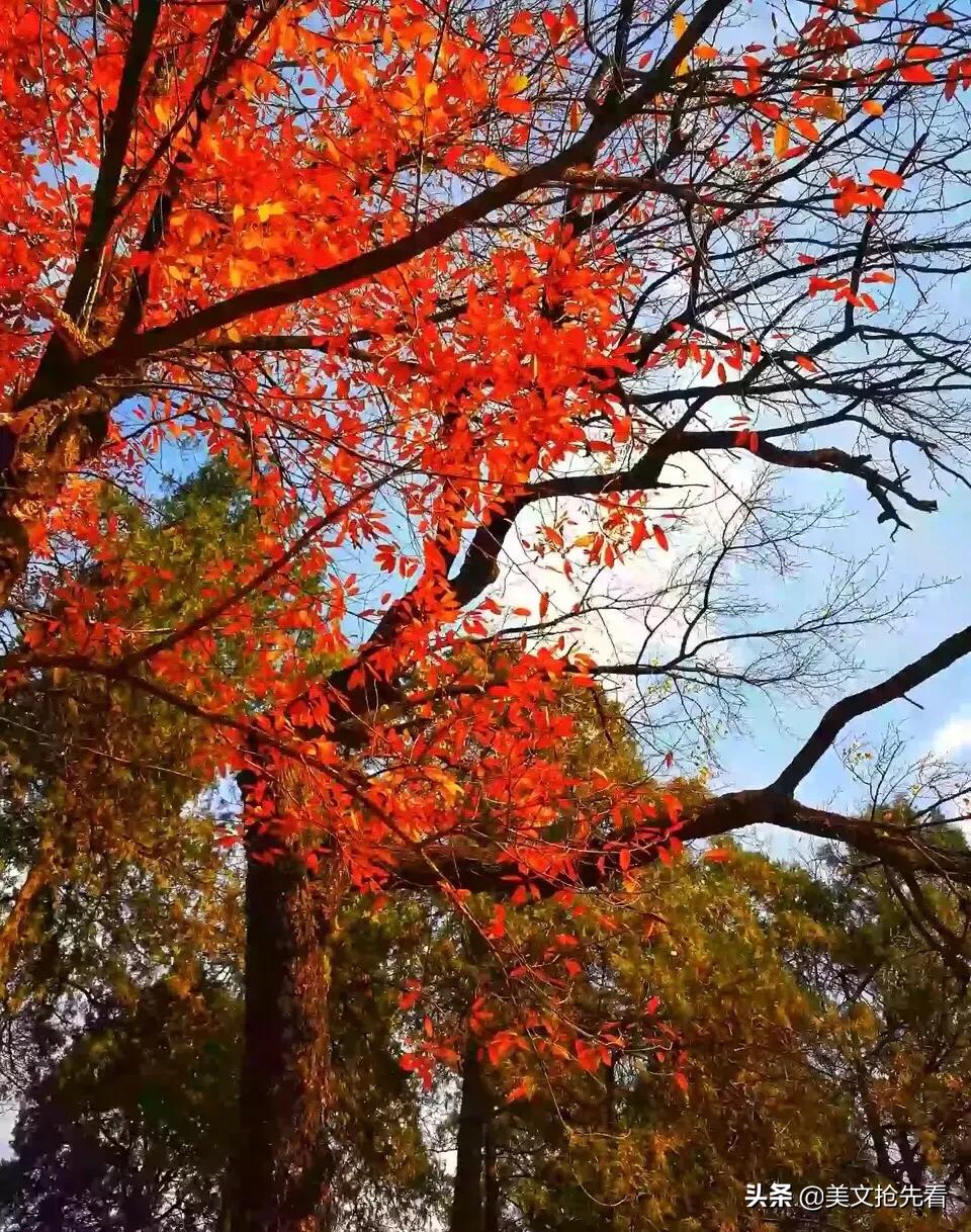 一花一世界一叶一菩提歌词,一花一世界一叶一菩提视频
