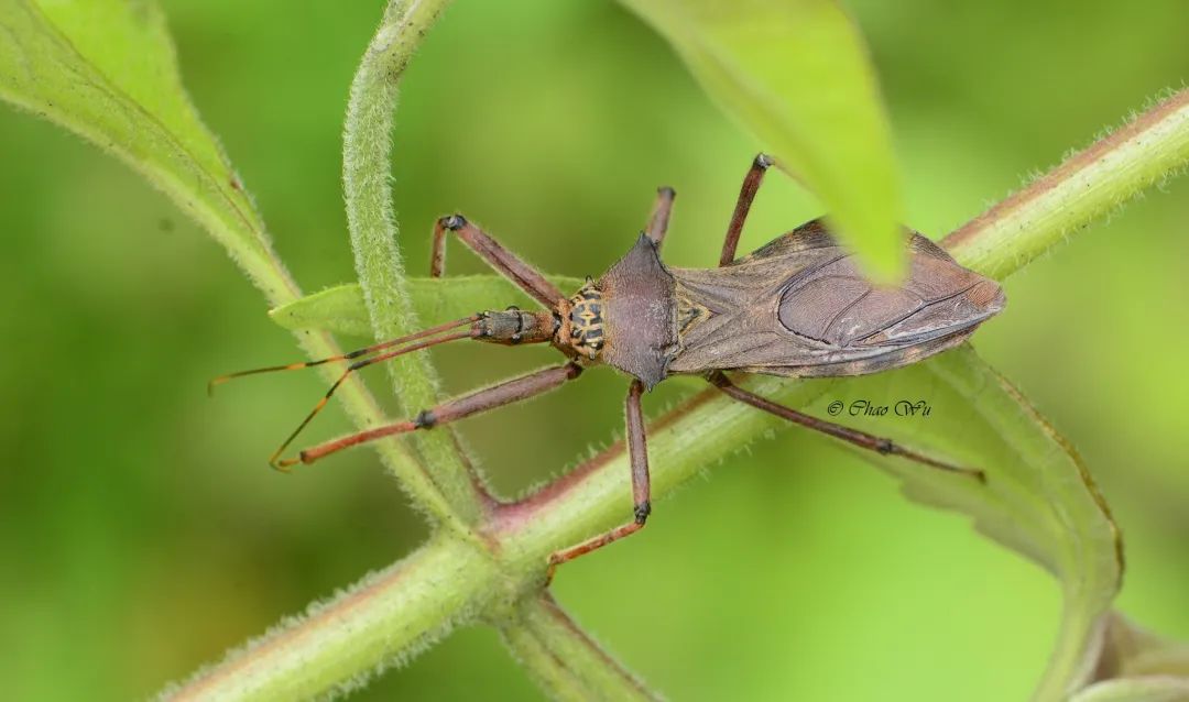 野外郊游怎样防蚊虫叮咬,夏季虫子叮咬科普视频