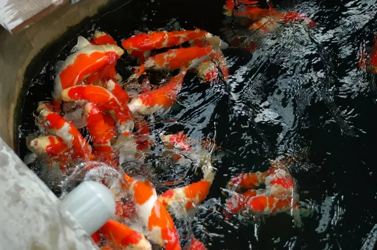 锦鲤鱼池水变绿怎么变清,锦鲤鱼池水质净化教程