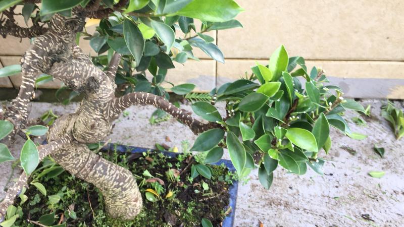 新手也能学会的修剪盆景技巧,枸杞盆景修剪技巧图解